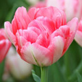 Bulk Tulips - Foxtrot Double Tulip