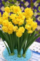 Golden Rain - Multi-Headed Daffodil