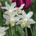Toto - Miniature Daffodil
