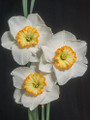 Lovelace - Single Daffodil