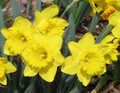 Dutch Master - Single Daffodil