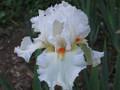 Surely White - Bearded Iris