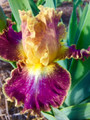 3 Unnamed Bearded Iris