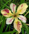 Splitter Splatter - Louisiana Iris