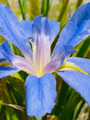 Shelleys Blue- Louisiana Iris