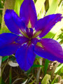 Extraordinaire - Louisiana Iris