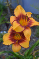 All American Tiger - Classic Daylily