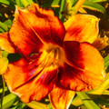 All American Dream - Classic Daylily