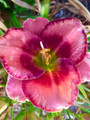 Rowdy Red - Classic Daylily
