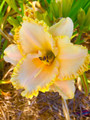 Spacecoast Discovery - Classic Daylily