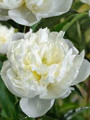Duchess de Nemour - Peony Roses