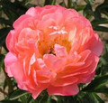 Coral Sunset - Peony Roses