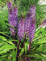 Purple Pineapple Lily - Eucomis