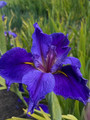 Remarkable Rene - Louisiana Iris