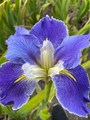 Sit In - Louisiana Iris