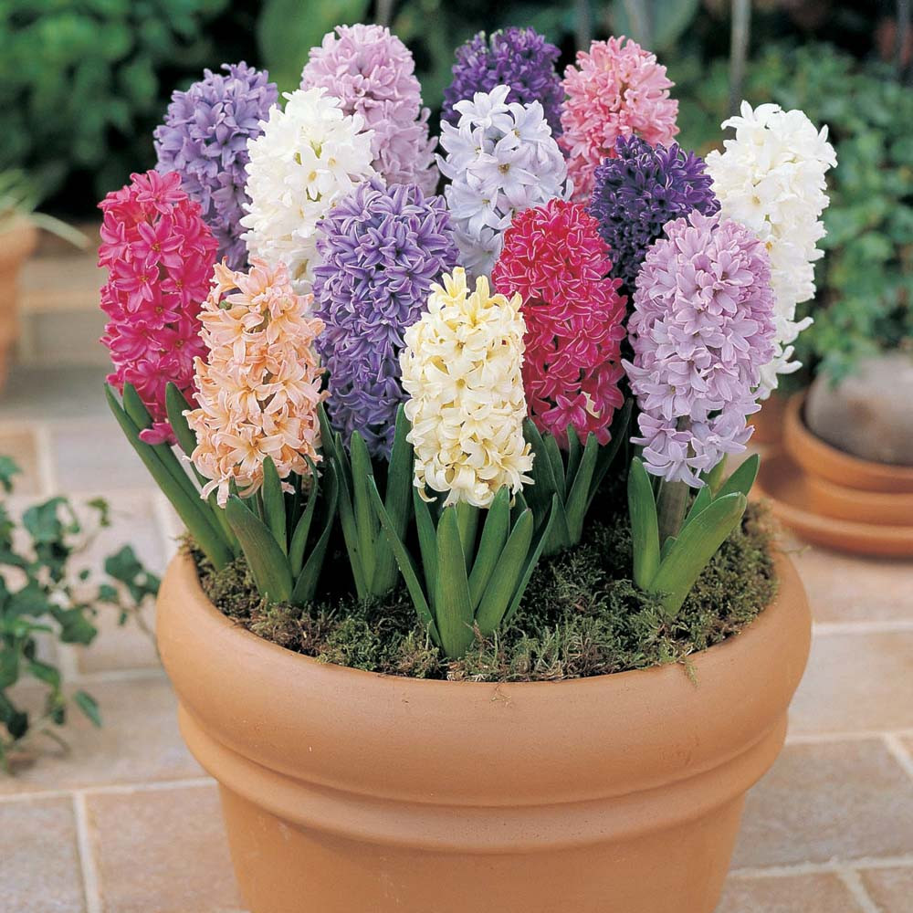 Mixed Hyacinths - Tulips With A Difference
