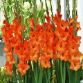 Sun Kissed - Gladiolus