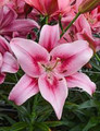 Child in Time - AOA  Lilium