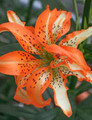 Must See - Double Asiatic Lilium