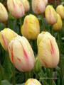 Camarque - Single Late Tulips