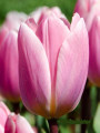 Light & Dreamy - Darwin Hybrid Tulip
