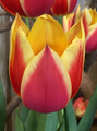 Hot Honey Rag - Darwin Hybrid Tulip