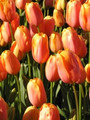 Bulk Tulips - Dordogne 