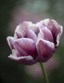 Wyndham- Double Tulip