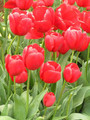 Bulk Tulip - Multi-Headed Tulips - Silhouette Bouquet