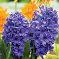 Blue Star - Hyacinth
