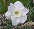 Polar Imp - Single Daffodil