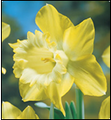 Spellbinder - Single Daffodil