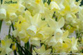 Moonlight Sensation - Happy Daffodil