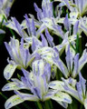 Painted Lady - Reticulata (Dwarf Iris)