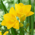 Yellow - Garden Massing Freesias