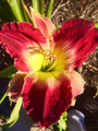 Timelord - Classic Daylily