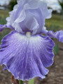 Scan - Bearded Iris