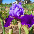 Out of Work - Bearded Iris