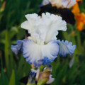 Love Match - Bearded Iris