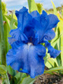 Efficient - Bearded Iris