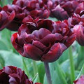 Palmyra - Double Tulip