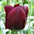 Mascara - Triumph Tulip