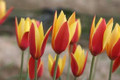 Chrysantha Clusiana - Species Tulip