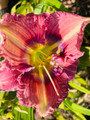 Partners Pride - Classic Daylily