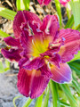 Double Rosedale - Daylily
