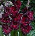Black Sea - Gladiolus
