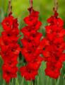 Red Balance - Gladiolus