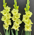 Kio - Gladiolus