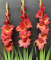 Mohican - Gladiolus