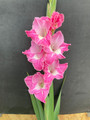 Pink Parrot - Gladiolus